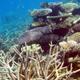 A Lizard Island reef experiencing a bleaching event. Image: Terry Hughes
